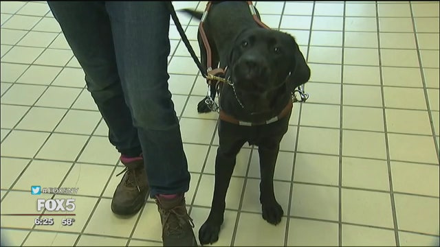 Group pairs and trains guide dogs and clients