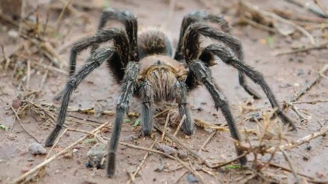 Creepy cargo: Philippines seizes 757 tarantulas