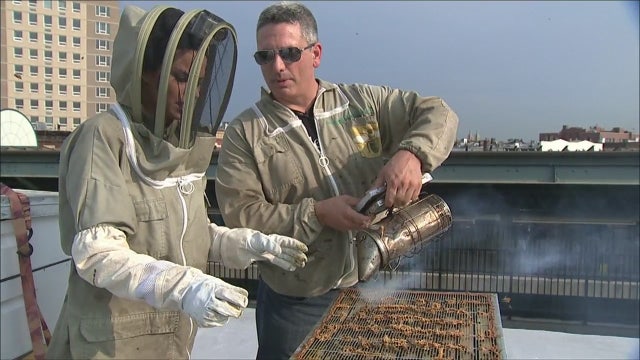 Beekeeping in NYC | Jen at Work