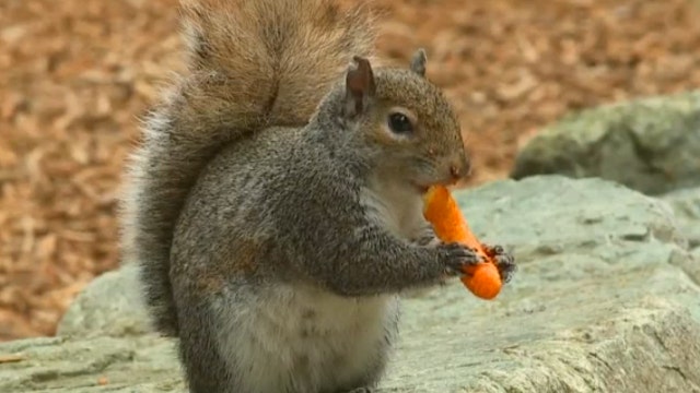 Seattle squirrel loves cheese snacks