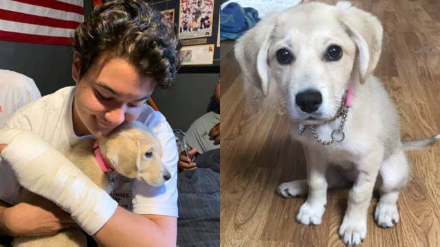 Puppy who disappeared after crash found 13 days later