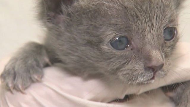 Arizona Humane Society seeks volunteers for kitty ICU