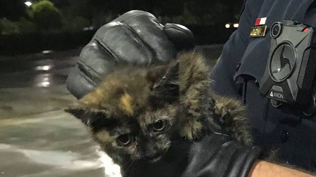 Officers rescue cat stuck under hood of car
