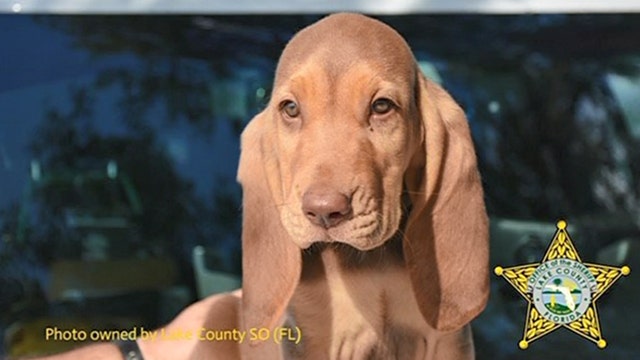 Sheriff quickly renames dog that had the same name as Nazi general