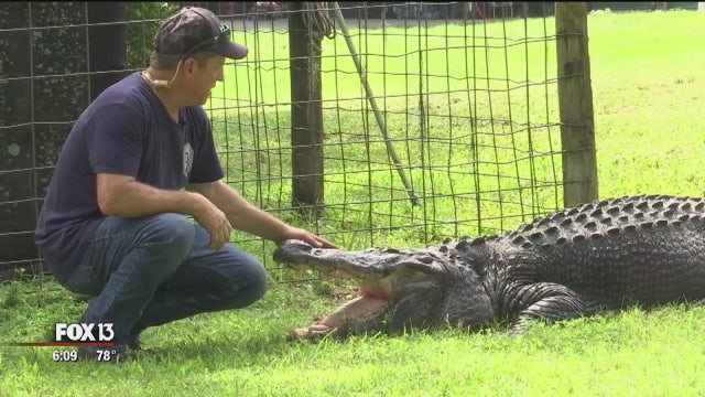 How this gargantuan gator became a Florida family's pet
