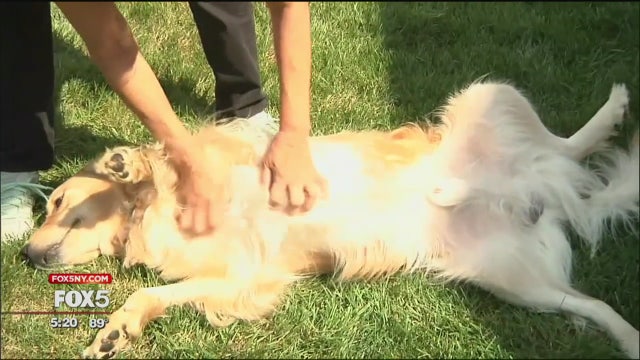 Dogs for lease? Pet owners say they were misled about financing