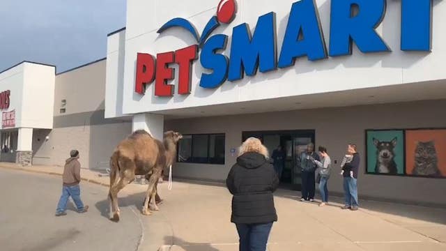 'All leashed pets are welcome': Man takes camel to PetSmart