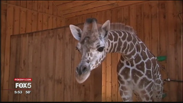 Meet Patches, Long Island's giraffe