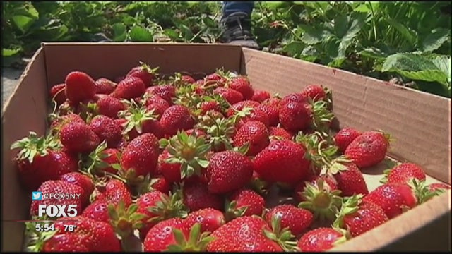 Long Island farm 'tricks' strawberries to peak earlier