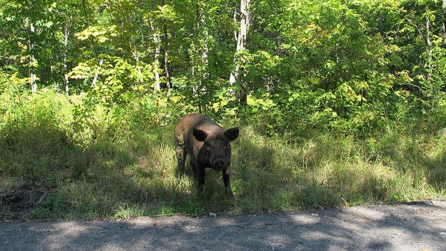 250 pigs escape; most back, some with help from hot dog buns