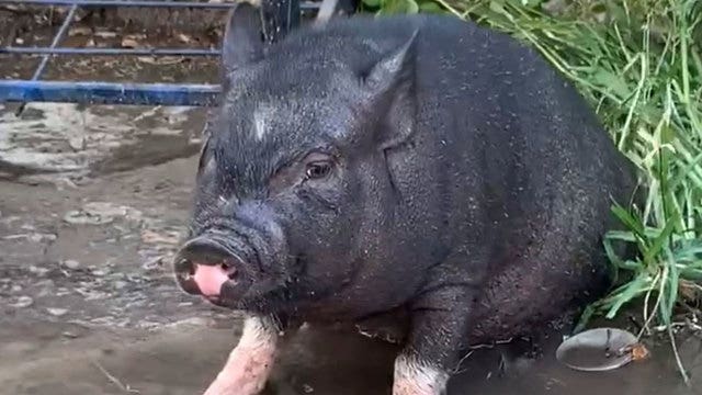Pig-headed pig's escapades cause owner to face citations