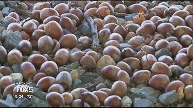 Why are so many more acorns falling this year?