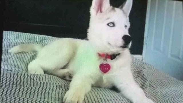 Robbers make off with cash, Jordans and puppy
