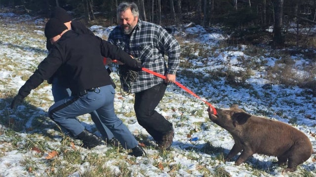 Cops catch 'unruly' suspect—a runaway pig—on the interstate