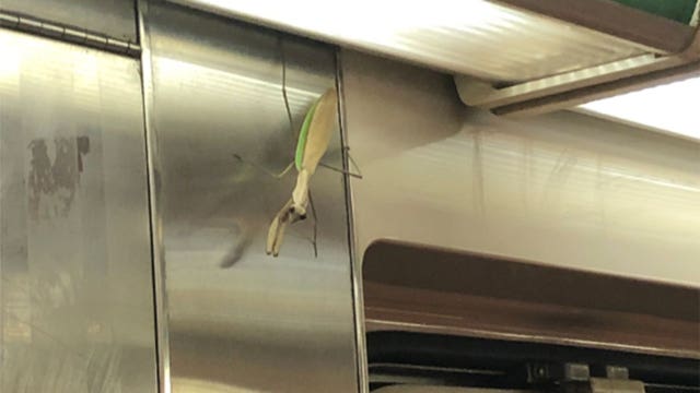 ‘Gigantic' praying mantis terrifies subway riders