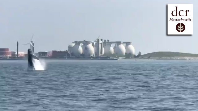 Humpback whales spotted in Boston Harbor