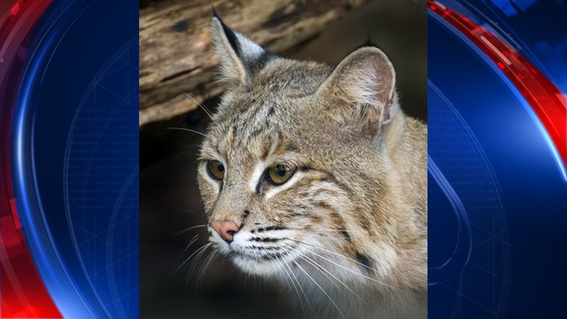 Bobcat remains missing; search expands to surrounding neighborhoods