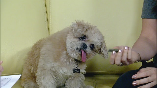 Marnie the dog