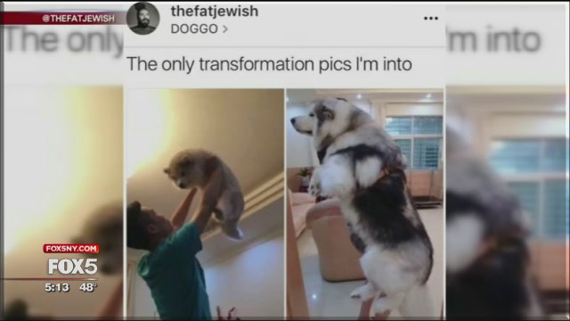 Meme star Tank Sinatra is a Long Island dad