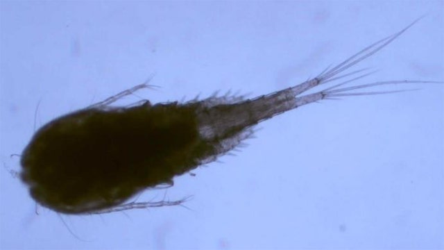 2 exotic plankton species found in Lake Erie