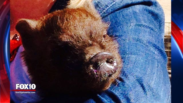 Micropigs are becoming popular pets