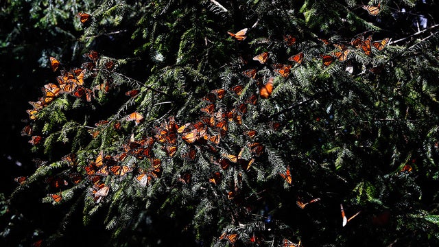 Monarch colony discovered in Mexico after years-long search