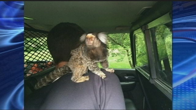 Driver had a monkey on his back even before he got arrested