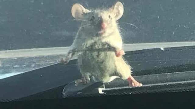 Mouse takes a ride on cop car
