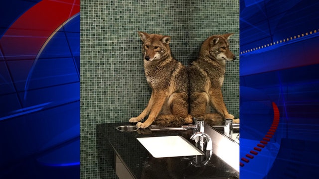 Spooked coyote dashes into convention center