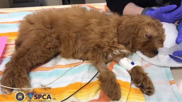 DA: Long Island man beat 2 puppies to death; 3rd barely survived