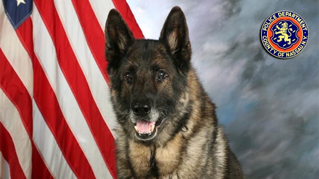 Beloved Long Island police dog dies