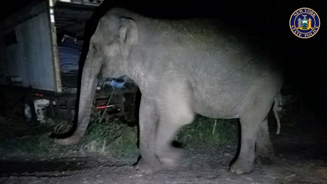 Asian elephant escapes New York sanctuary