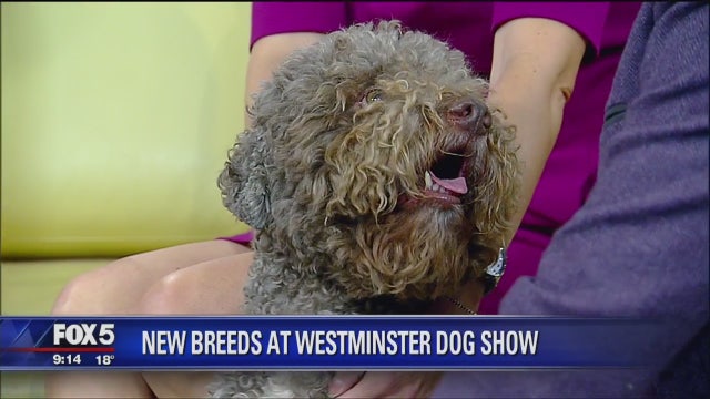 Meet 3 new breeds at Westminster dog show