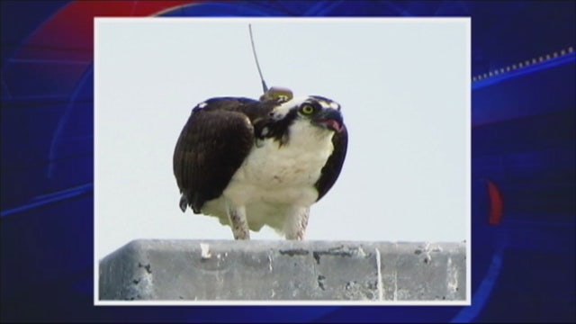 Expert: Famous Long Island osprey found a mate