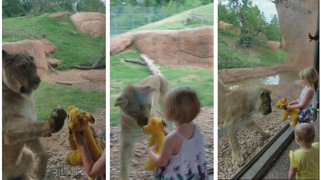 Lioness reacts to stuffed 'Simba' toy at Oklahoma City Zoo