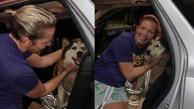 Police reunite dog who was missing for 8 years with owner