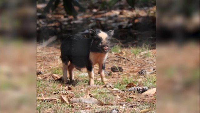 Pig on the loose in Atlanta