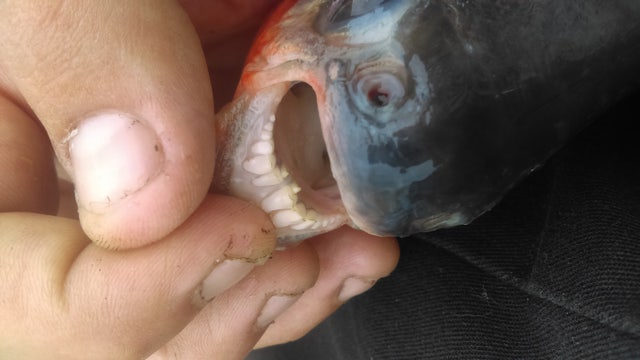 DNR fields reports of fish with human-like teeth in Michigan waters