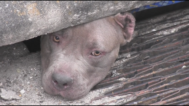 Dogs rescued from storm drain