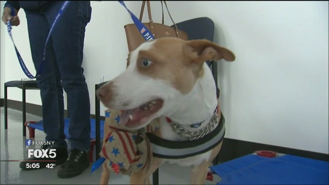 Charity matches shelter dogs with suffering veterans