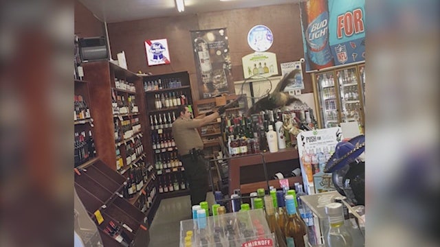 Peacock trashes liquor store in Arcadia