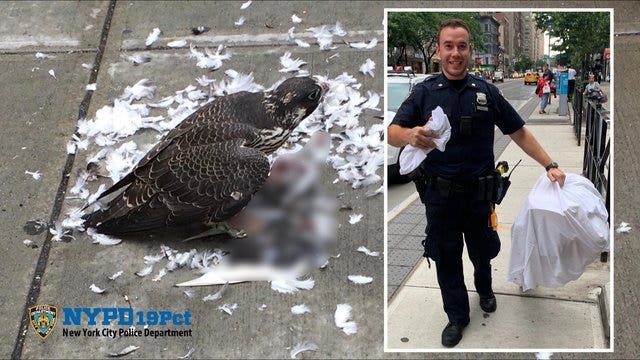 Peregrine Falcon enjoys lunch on the street on UES