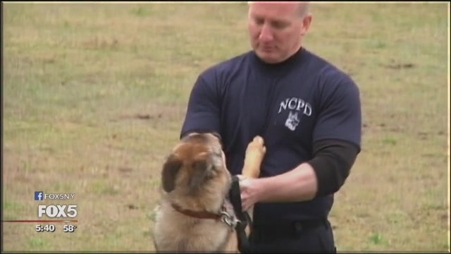 Nassau police picking new dogs