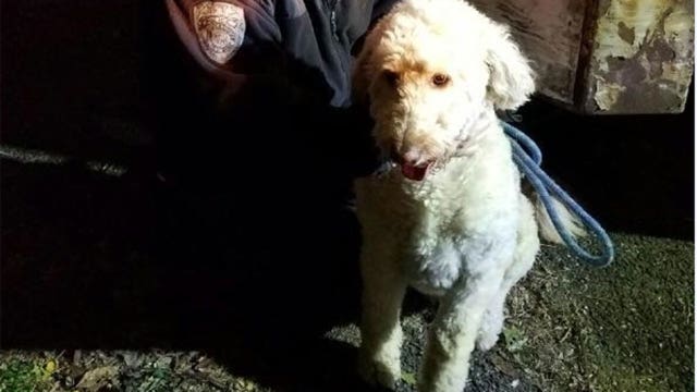 Dog rescued from cesspool