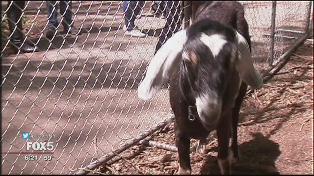 Goats clearing weeds in Prospect Park
