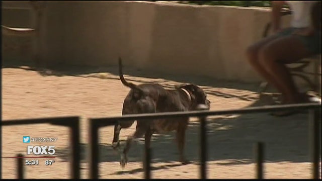 Pets can get Lyme disease