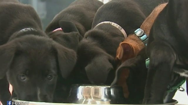 Long Island office 'requires' workers to play with puppies