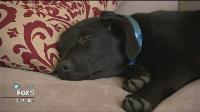 Special puppy for a Long Island gold star family