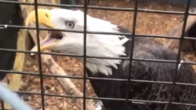 Bald eagle stolen from wildlife refuge on Long Island