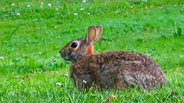 Casting call for real Trix bunny